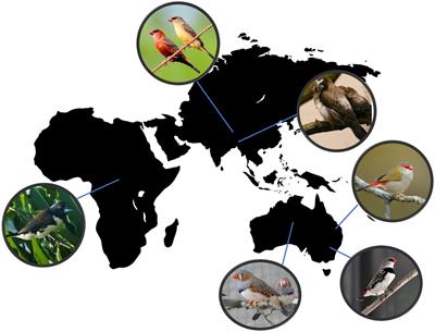 Olfactory sex preferences in six Estrildid Finch species